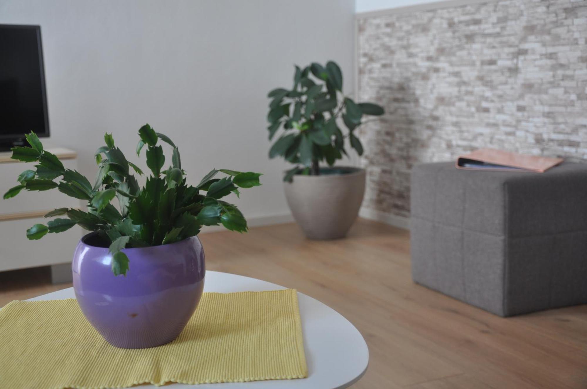 Apartman Mirna Rovinj Dış mekan fotoğraf